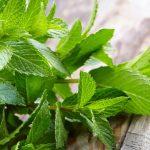 Menta