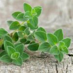 Origano