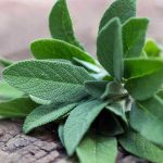 Salvia